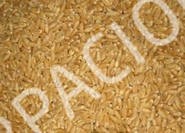 DURUM BUĞDAY