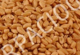 EKMEKLİK BUĞDAY